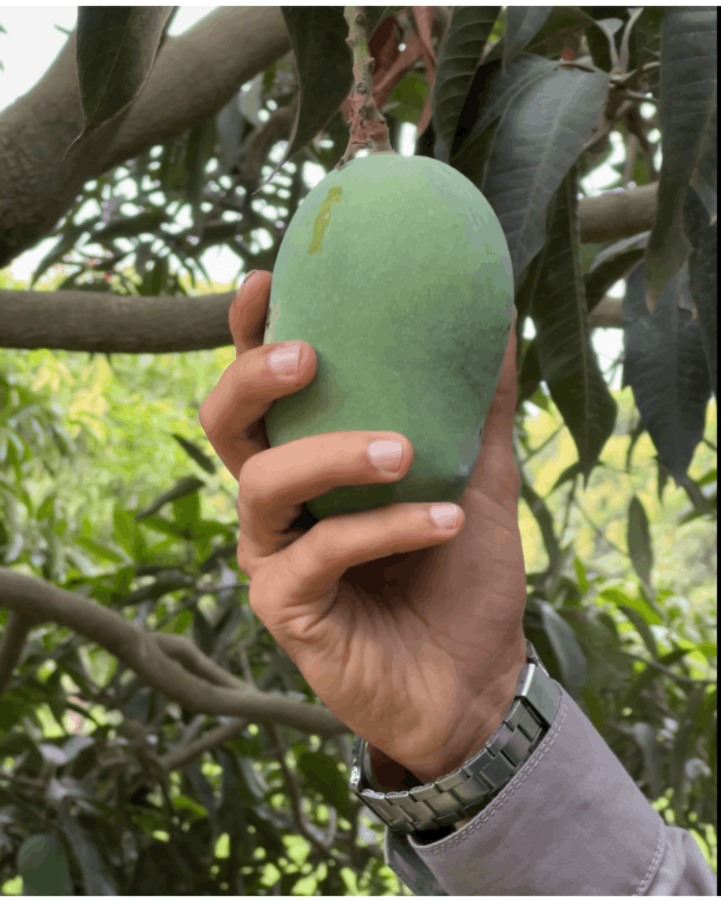 Premium Multani White Chaunsa (سفید چونسہ)